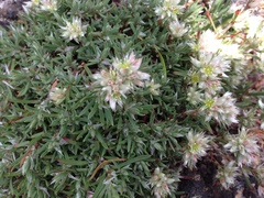 Paronychia argyrocoma