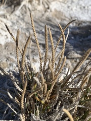 Ivesia kingii eremica
