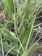 Helichrysum acutatum