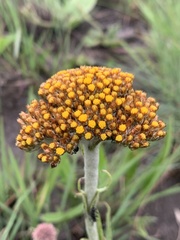 Helichrysum acutatum