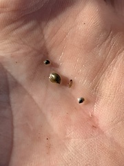 Pyrgulopsis