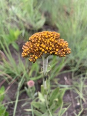 Helichrysum acutatum