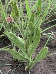 Helichrysum acutatum