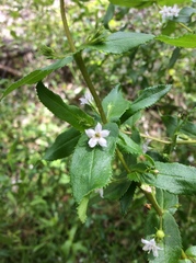 Myoporum oppositifolium