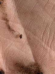 Pyrgulopsis