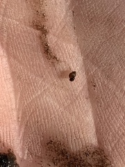 Pyrgulopsis