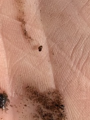 Pyrgulopsis