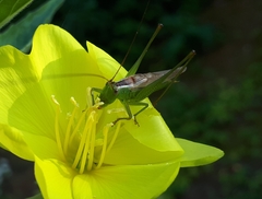 Conocephalus exemptus