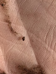 Pyrgulopsis