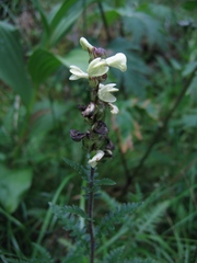 Pedicularis brachystachys
