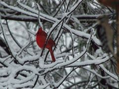 Cardinalis cardinalis
