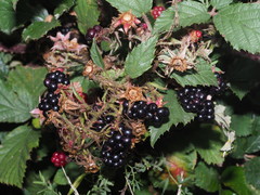 Rubus bavaricus