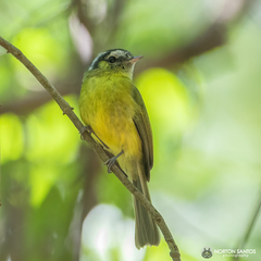 Pogonotriccus eximius