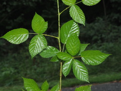 Rubus polonicus