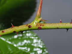 Rubus polonicus