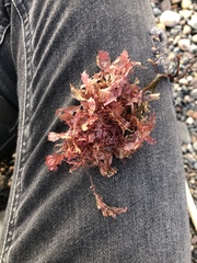 Phycodrys