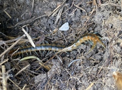 Scolopendra cingulata