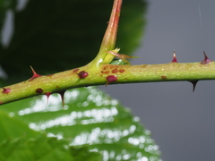 Rubus polonicus