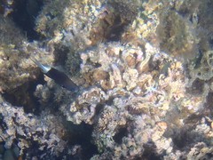 Pycnochromis margaritifer