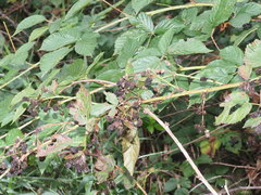 Rubus polonicus