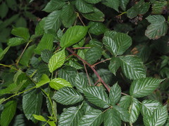 Rubus polonicus
