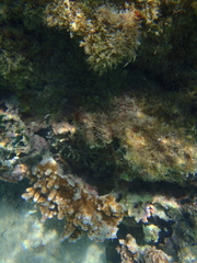 Cheilinus trilobatus