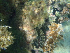 Cheilinus trilobatus