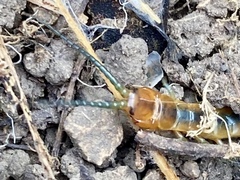 Scolopendra cingulata
