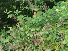 Rubus elatior