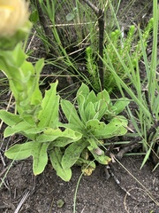 Helichrysum monticola
