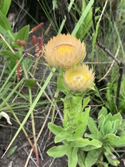 Helichrysum monticola