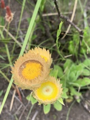 Helichrysum monticola