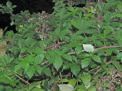 Rubus elatior