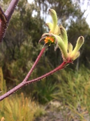Anigozanthos flavidus