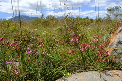 Polygala pubiflora