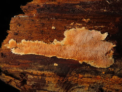 Dentipellis fragilis