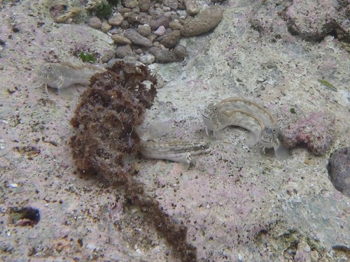 Istiblennius lineatus