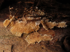 Dentipellis fragilis