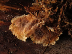 Dentipellis fragilis