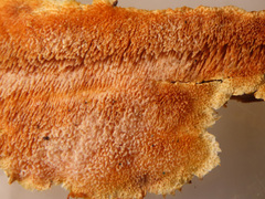 Dentipellis fragilis