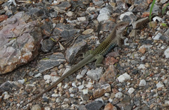 Aspidoscelis motaguae