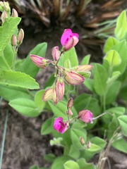 Polygala ohlendorfiana