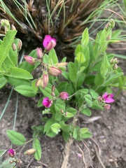 Polygala ohlendorfiana