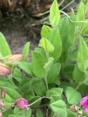 Polygala ohlendorfiana
