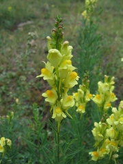 Linaria acutiloba