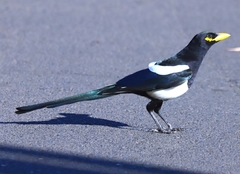 Pica nuttalli