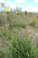 Heterolepis peduncularis