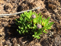 Lampranthus aduncus