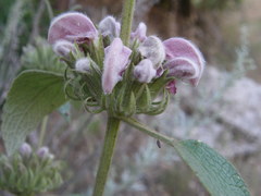 Phlomis bovei