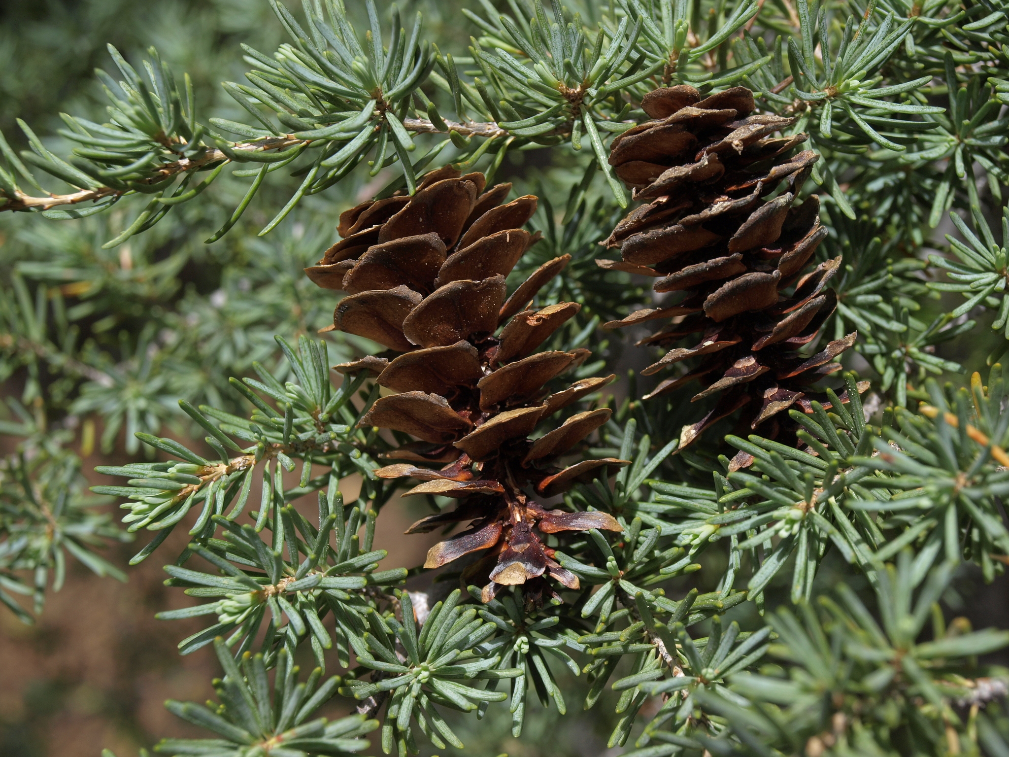 Tsuga mertensiana